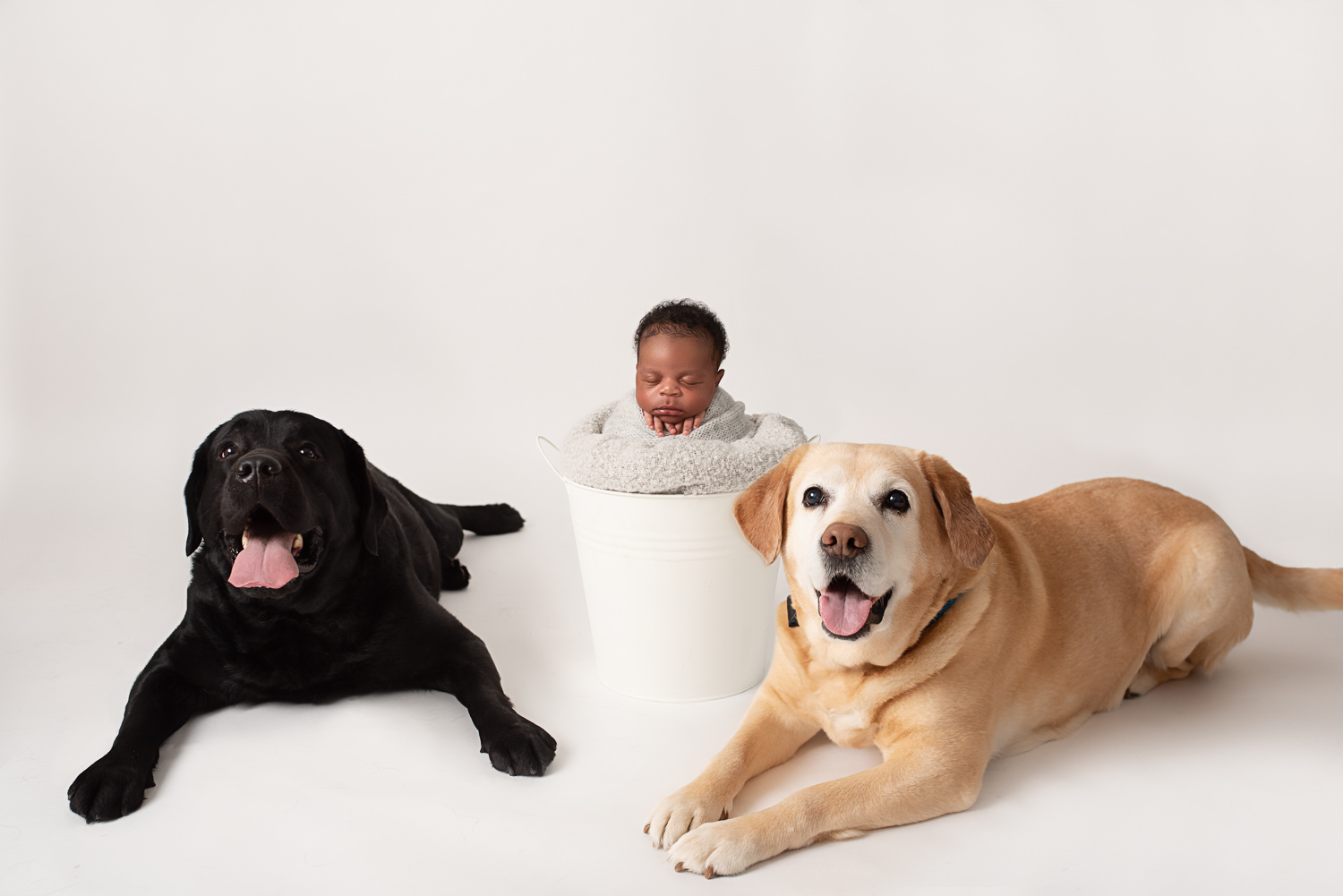 Chesapeake VA newborn photographer, dogs with newborn baby in bucket, Virginia Beach VA newborn photographer