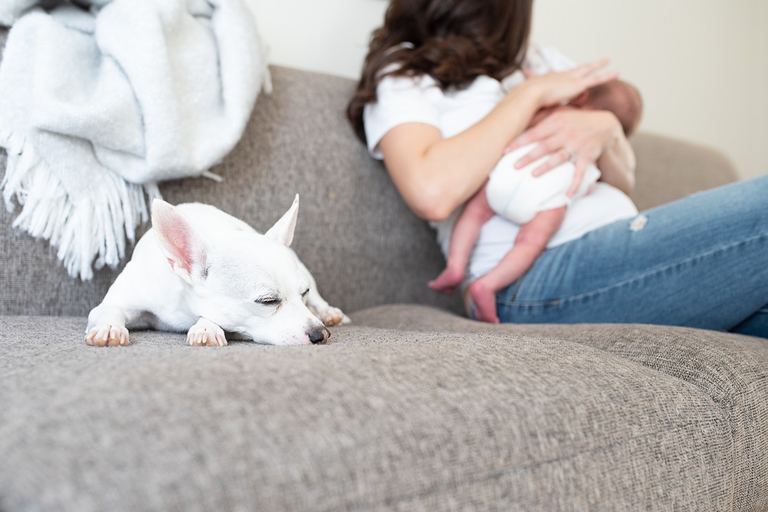 mom with baby and dog sleeping, san diego lifestyle newborn photography lauren v photography