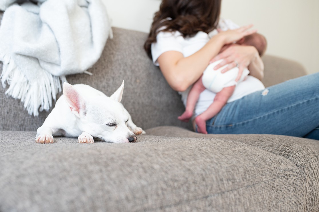 mom with baby and dog sleeping, san diego newborn photographer lauren v photography