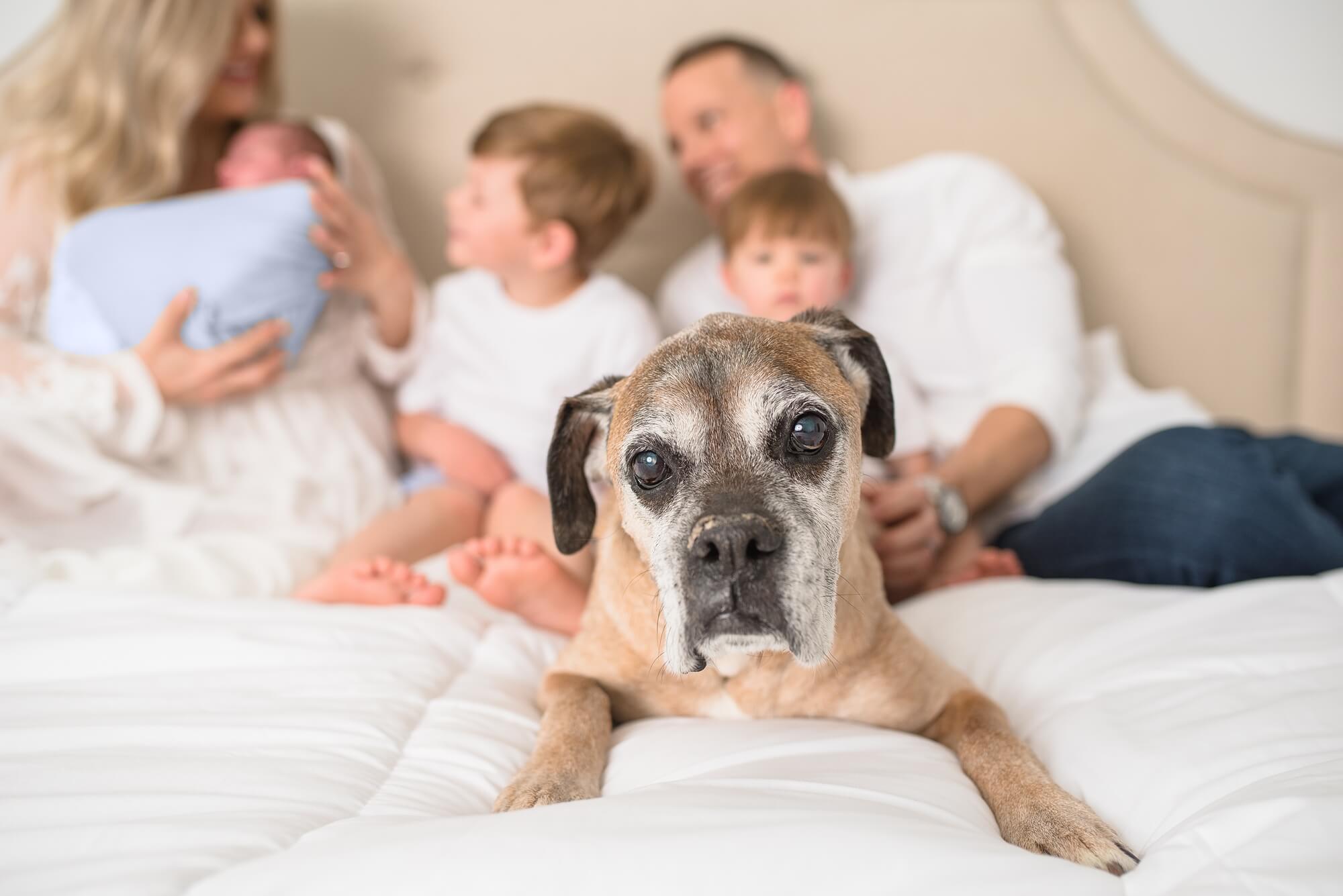 family on bed with newborn, focus on dog